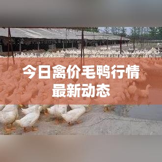 今日禽价毛鸭行情最新动态