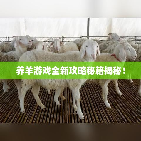 养羊游戏全新攻略秘籍揭秘!