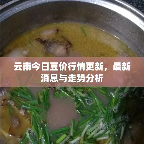云南今日豆价行情更新，最新消息与走势分析