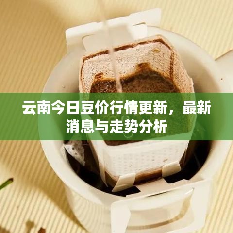 云南今日豆价行情更新,最新消息与走势分析