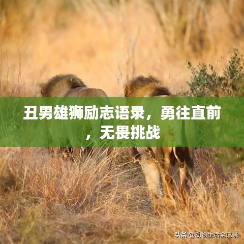 丑男雄狮励志语录,勇往直前,无畏挑战