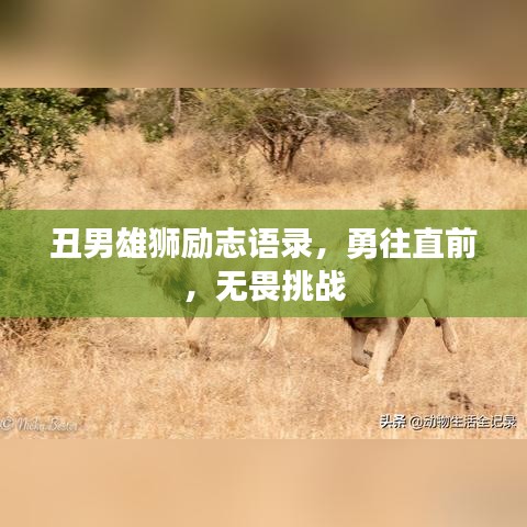 丑男雄狮励志语录,勇往直前,无畏挑战