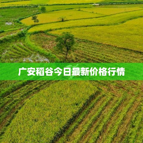 广安稻谷今日最新价格行情