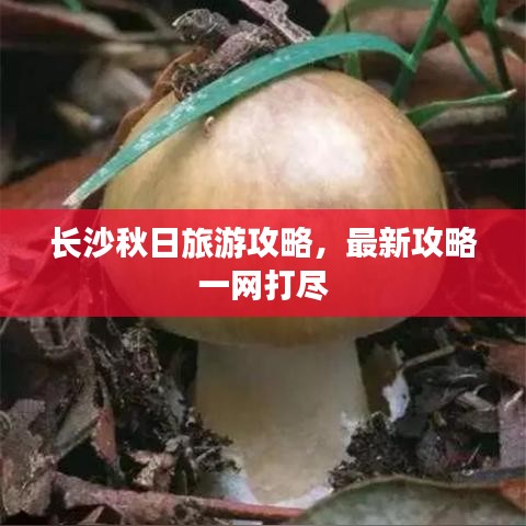 长沙秋日旅游攻略，最新攻略一网打尽