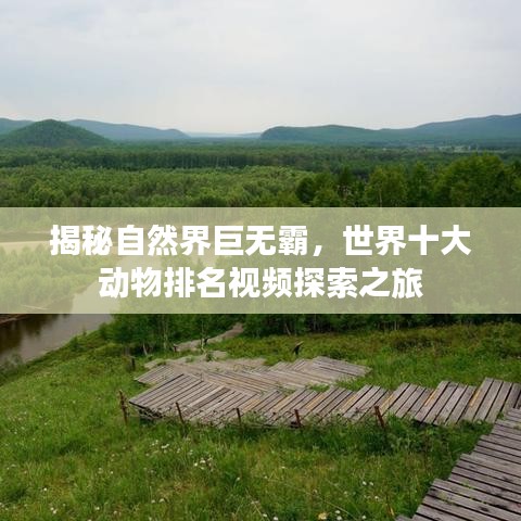 揭秘自然界巨无霸,世界十大动物排名视频探索之旅