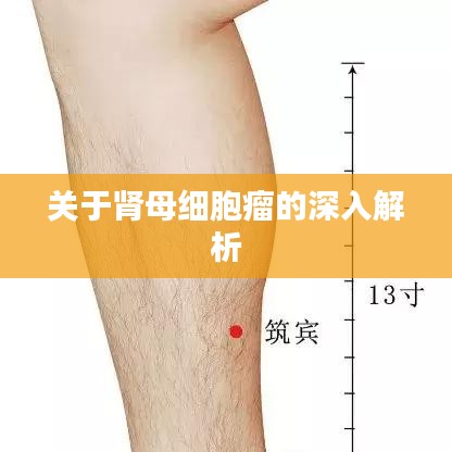 关于肾母细胞瘤的深入解析