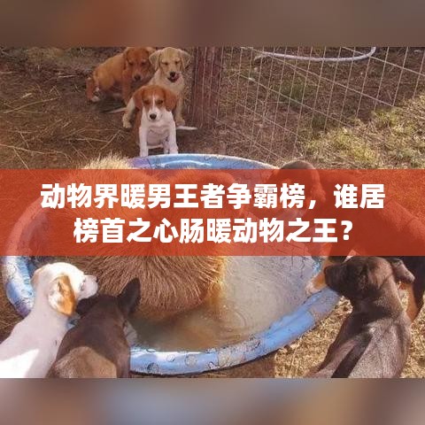 动物界暖男王者争霸榜,谁居榜首之心肠暖动物之王?