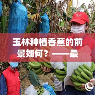 玉林种植香蕉的前景如何?——最新消息分析解读