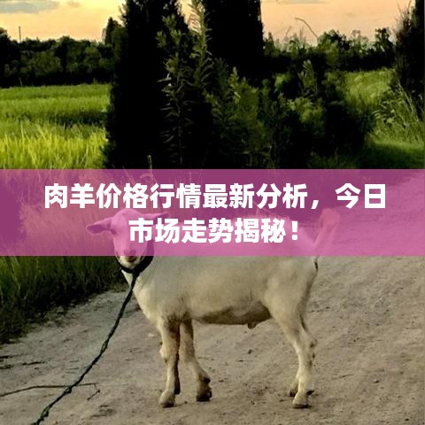 肉羊价格行情最新分析,今日市场走势揭秘!