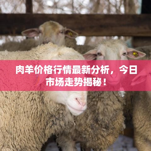 肉羊价格行情最新分析,今日市场走势揭秘!