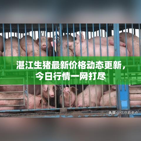 湛江生猪最新价格动态更新,今日行情一网打尽