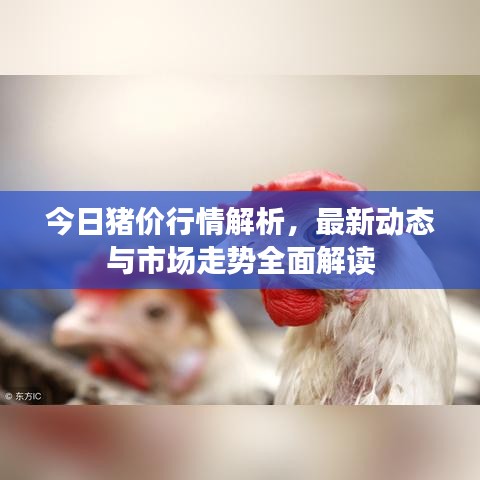 今日猪价行情解析,最新动态与市场走势全面解读