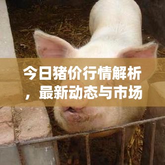 今日猪价行情解析,最新动态与市场走势全面解读