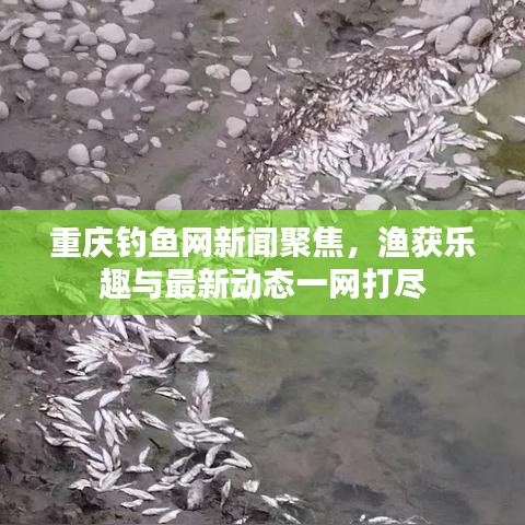 重庆钓鱼网新闻聚焦,渔获乐趣与最新动态一网打尽