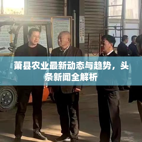 萧县农业最新动态与趋势，头条新闻全解析