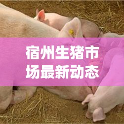 宿州生猪市场最新动态,行业要闻一网打尽