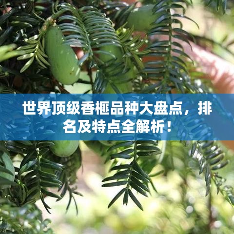 世界顶级香榧品种大盘点,排名及特点全解析!