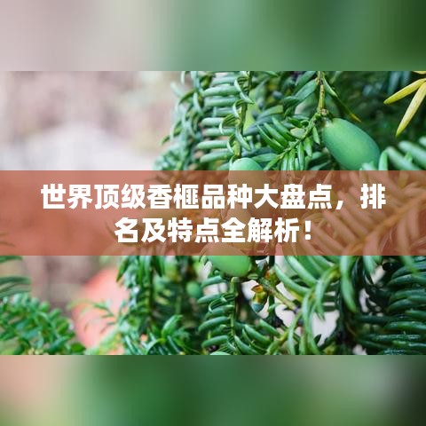 世界顶级香榧品种大盘点,排名及特点全解析!