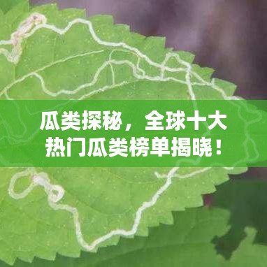 瓜类探秘,全球十大热门瓜类榜单揭晓!