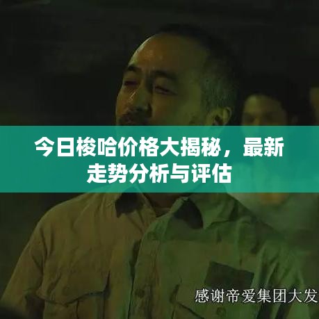 今日梭哈价格大揭秘，最新走势分析与评估