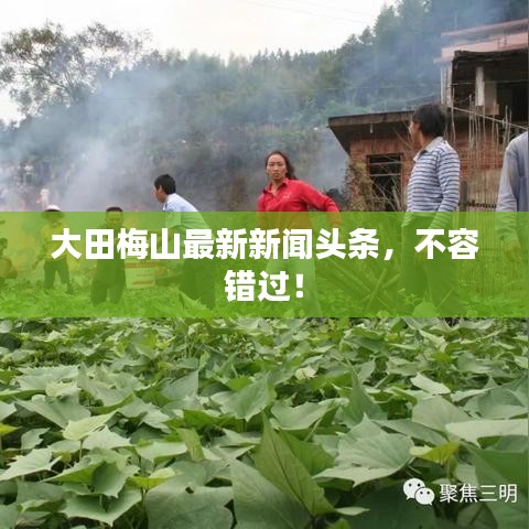 大田梅山最新新闻头条,不容错过!