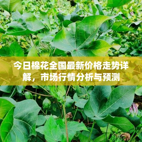 今日棉花全国最新价格走势详解，市场行情分析与预测