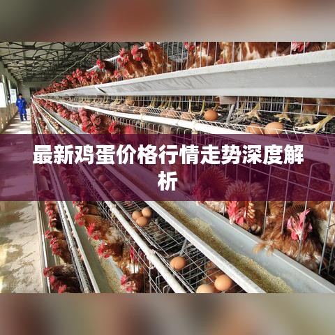 最新鸡蛋价格行情走势深度解析