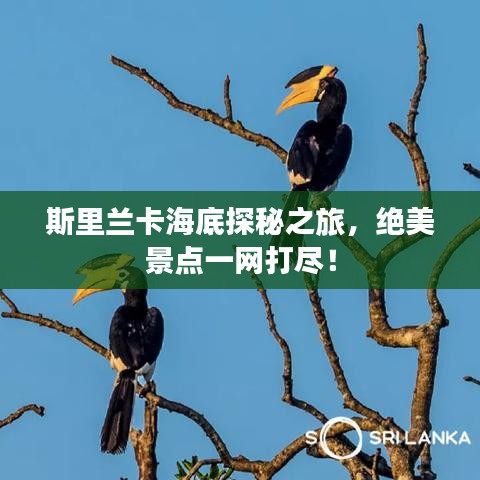 斯里兰卡海底探秘之旅,绝美景点一网打尽!