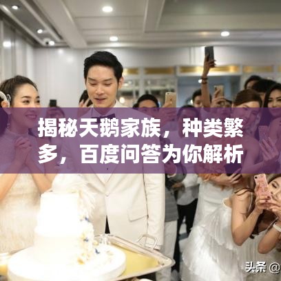 揭秘天鹅家族,种类繁多,百度问答为你解析