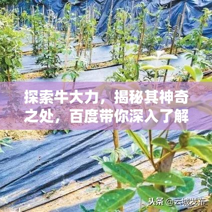 探索牛大力,揭秘其神奇之处,百度带你深入了解