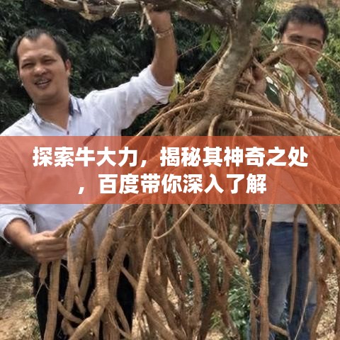 探索牛大力,揭秘其神奇之处,百度带你深入了解