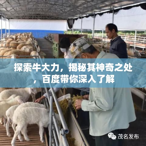 探索牛大力,揭秘其神奇之处,百度带你深入了解