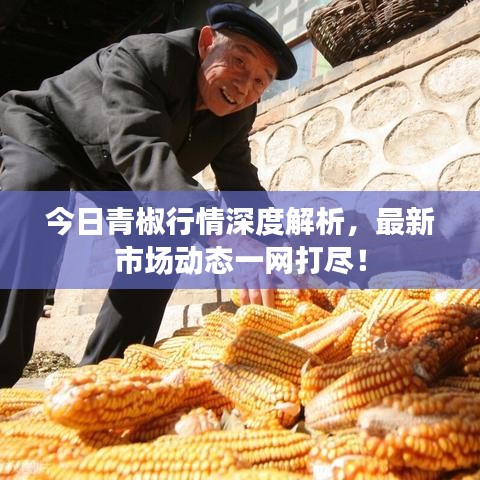今日青椒行情深度解析,最新市场动态一网打尽!