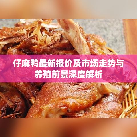 仔麻鸭最新报价及市场走势与养殖前景深度解析