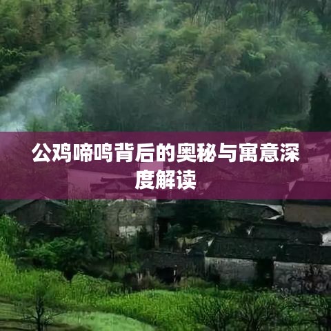 公鸡啼鸣背后的奥秘与寓意深度解读