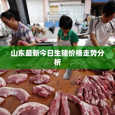 山东最新今日生猪价格走势分析