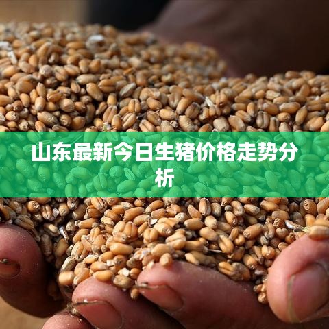 山东最新今日生猪价格走势分析