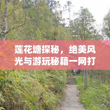 莲花塘探秘,绝美风光与游玩秘籍一网打尽!