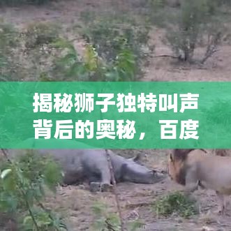 揭秘狮子独特叫声背后的奥秘,百度搜索带你探索动物世界!