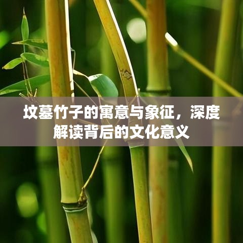 坟墓竹子的寓意与象征,深度解读背后的文化意义