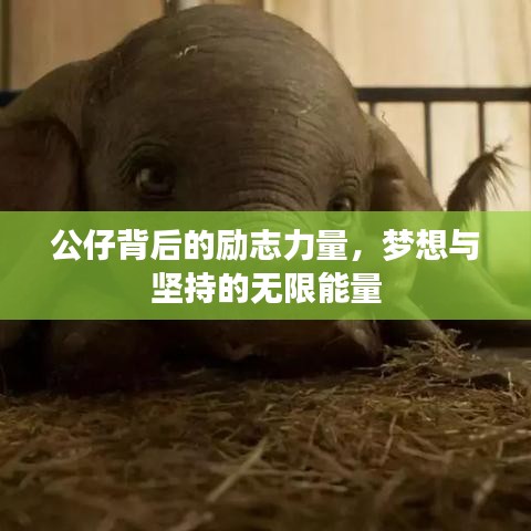 公仔背后的励志力量,梦想与坚持的无限能量