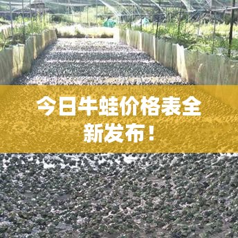 今日牛蛙价格表全新发布!