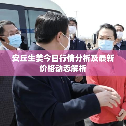 安丘生姜今日行情分析及最新价格动态解析