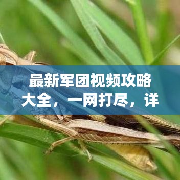 最新军团视频攻略大全,一网打尽,详解所有关卡!