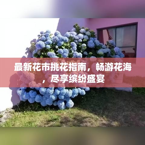 最新花市挑花指南,畅游花海,尽享缤纷盛宴