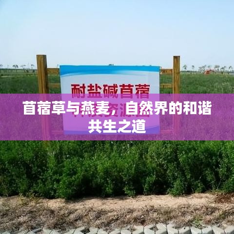 苜蓿草与燕麦,自然界的和谐共生之道