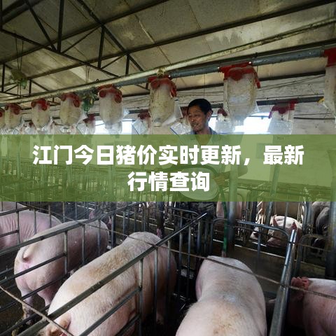 江门今日猪价实时更新,最新行情查询