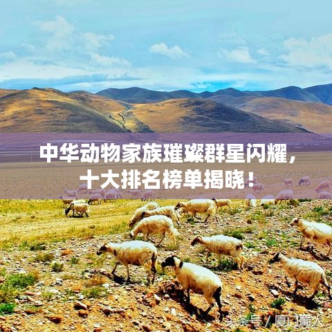中华动物家族璀璨群星闪耀，十大排名榜单揭晓！