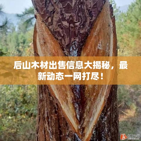 后山木材出售信息大揭秘,最新动态一网打尽!