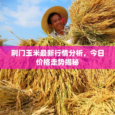 荆门玉米最新行情分析,今日价格走势揭秘